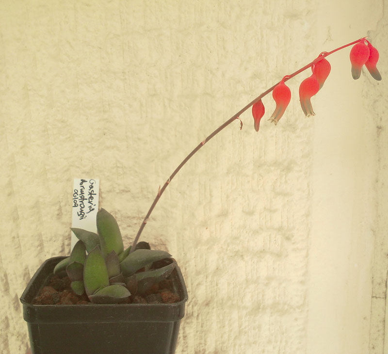 Gasteria nitida var. armstrongii